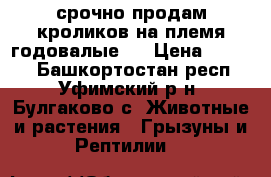 срочно продам кроликов на племя годовалые . › Цена ­ 1 000 - Башкортостан респ., Уфимский р-н, Булгаково с. Животные и растения » Грызуны и Рептилии   